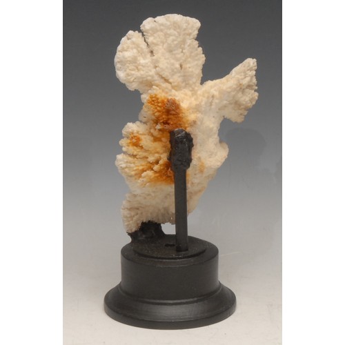 3802 - Natural History - a coral specimen, mounted for display, 22.5cm high overall