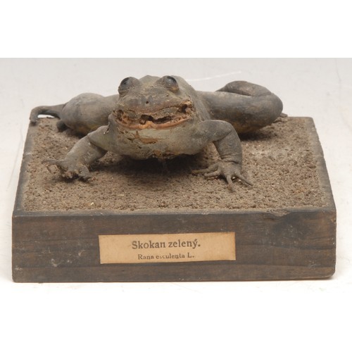 3482 - Taxidermy - a frog, mounted for display, the square base with paper label printed Skokan Zelený (edi... 