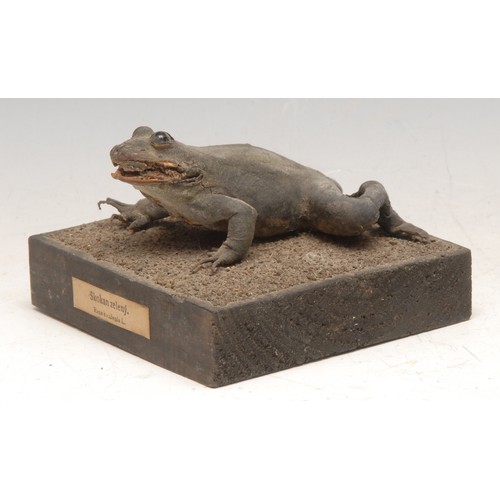 3482 - Taxidermy - a frog, mounted for display, the square base with paper label printed Skokan Zelený (edi... 