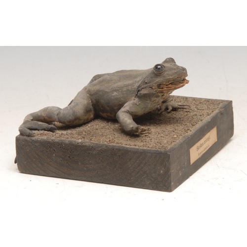 3482 - Taxidermy - a frog, mounted for display, the square base with paper label printed Skokan Zelený (edi... 