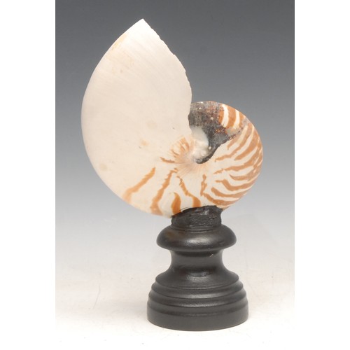 3812 - Natural History - Conchology - a bisected and polished tiger nautilus shell, mounted for display, 24... 