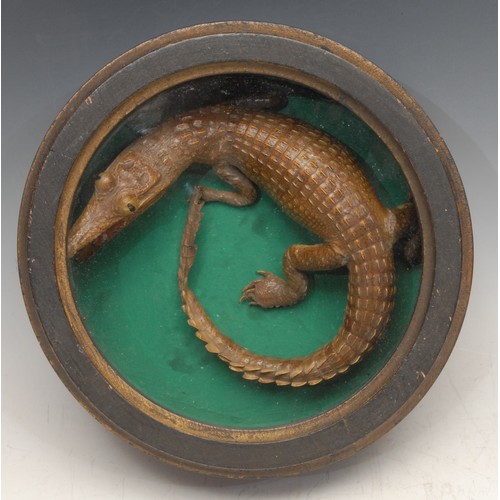 3834 - Taxidermy and Curiosities - a juvenile crocodile, mounted for display in a circular wunderkammer cas... 