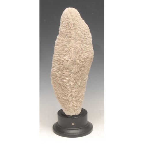 3464 - Natural History - a coral specimen, mounted for display, 31cm high overall