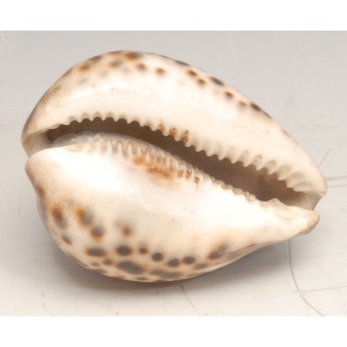 3183 - A sailor's souvenir cameo cowrie shell, the conchological sweetheart valentine carved in relief A Pr... 