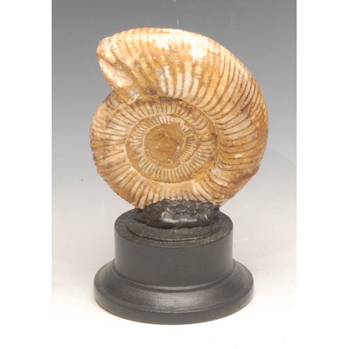 3831 - Natural History - Palaeontology - an ammonite fossil, mounted for display, 18.5cm high overall