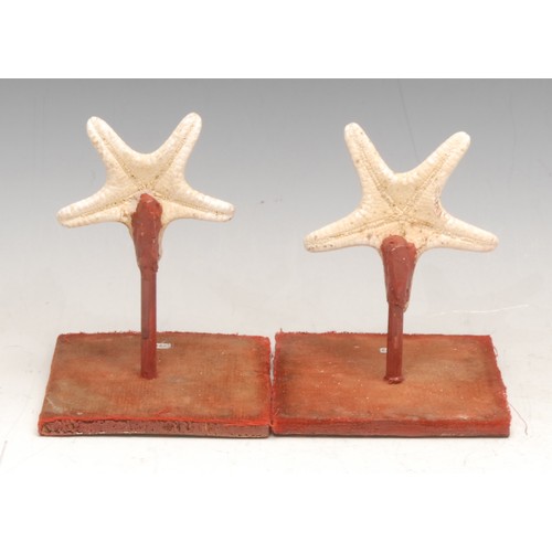 3832 - Natural History - two starfish (asteroidea) specimens, mounted for display, 12cm high