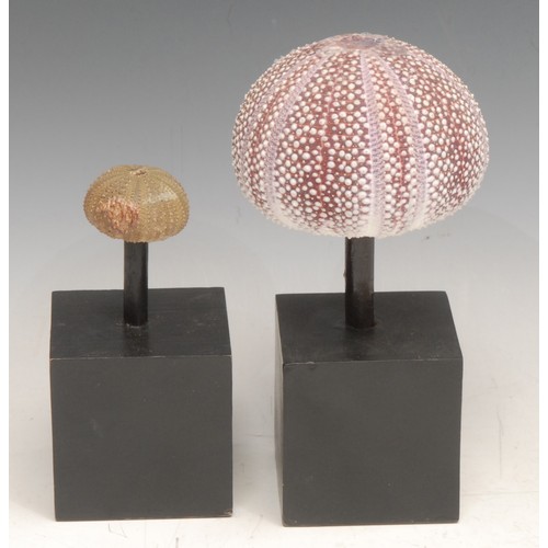 3805 - Natural History - a sea urchin specimen, mounted for display, 7cm high; another, smaller (2)