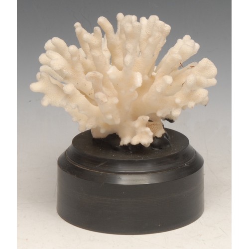 3803 - Natural History - a finger coral specimen, mounted for display, 16cm high overall