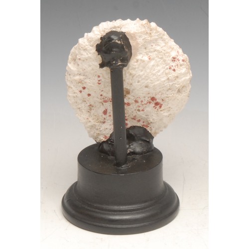 3801 - Natural History - a brain coral specimen, mounted for display, 16cm high overall