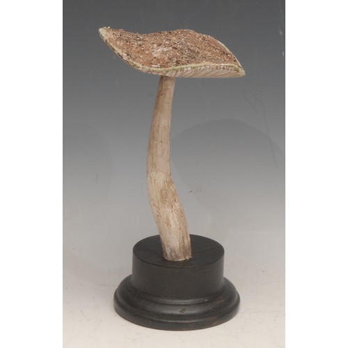 3825 - Natural History - Mycology - a painted model of a fungus specimen, mounted for display, 20.5cm high ... 