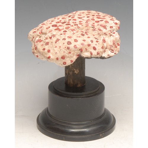 3819 - Natural History - Mycology - a painted model of a fungus specimen, mounted for display, 14cm high ov... 