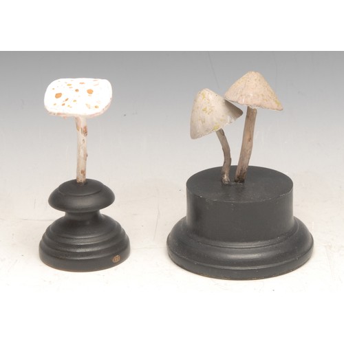 3814 - Natural History - Mycology - a painted model of a fungus specimen, mounted for display, 11.5cm high ... 