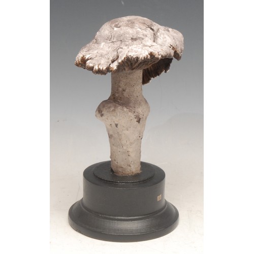 3823 - Natural History - Mycology - a painted model of a fungus specimen, mounted for display, 19cm high