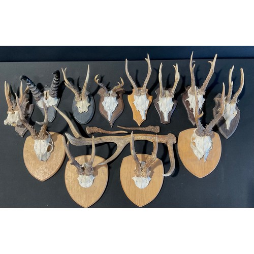 597 - Taxidermy - a pair of roe deer antlers on the skull plate, mounted on shield shaped plaque, 35cm hig... 