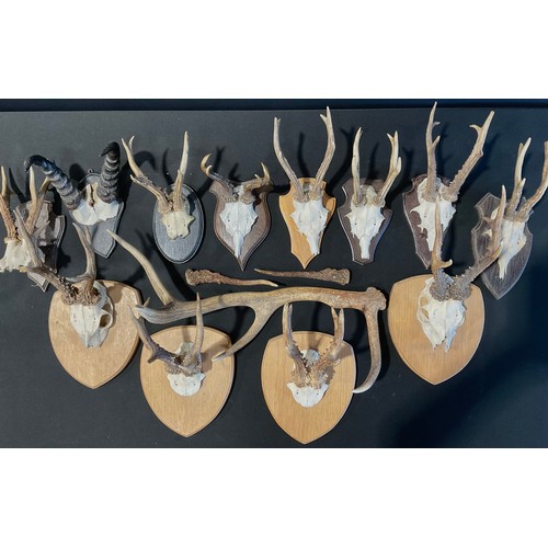 597 - Taxidermy - a pair of roe deer antlers on the skull plate, mounted on shield shaped plaque, 35cm hig... 