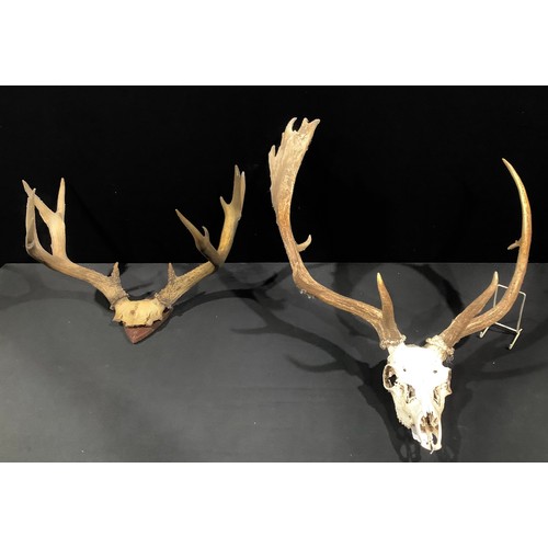 127 - Taxidermy/Natural History - a Fallow Deer skull and antlers, approx. 80cm high, 60cm wide; another s... 