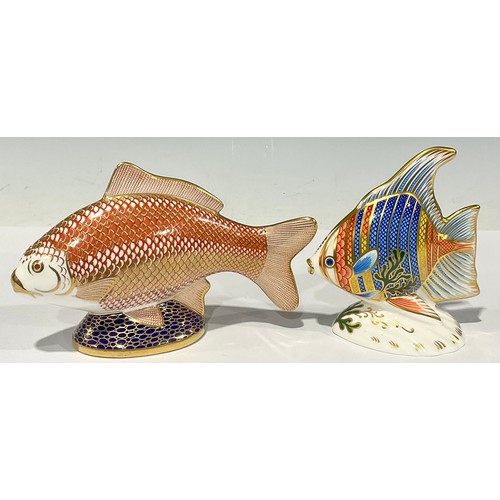 14 - A Royal Crown Derby paperweight, Pacific Angel Fish, from the Tropical Fish Series, number 2,418 of ... 