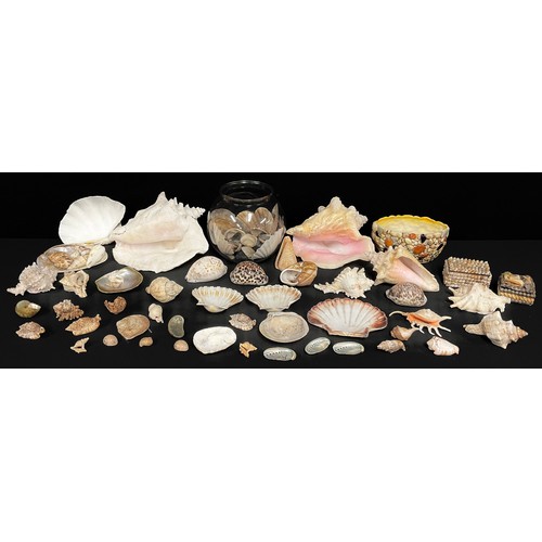 47 - A large conch shell, others, assorted sea shells, shell encrusted box and cover, scallop shells; qty