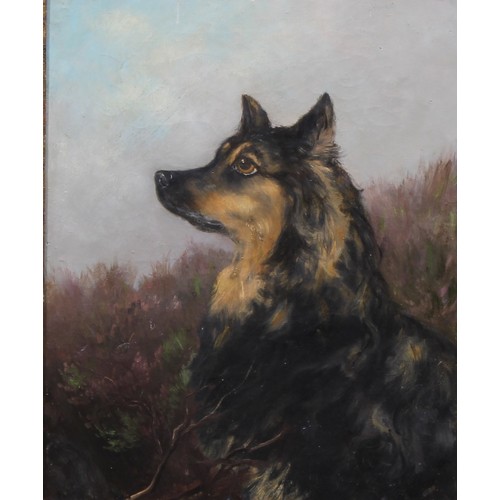 498 - Manner of William Grant Stevenson (1849-1919)
Portrait of a German Shepherd
unsigned, oil on canvas,... 