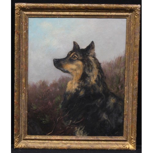 498 - Manner of William Grant Stevenson (1849-1919)
Portrait of a German Shepherd
unsigned, oil on canvas,... 