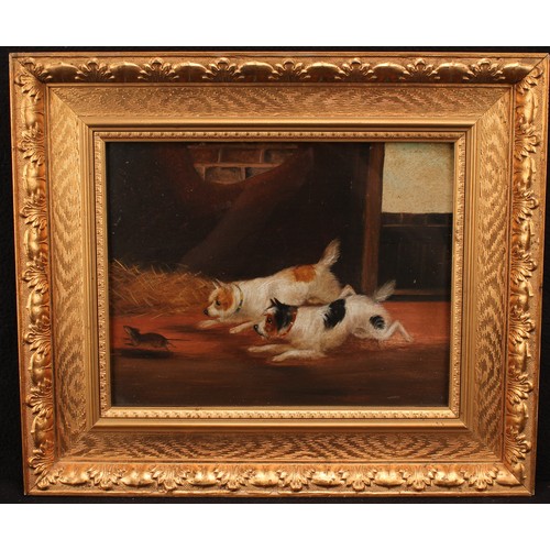 495 - Manner of George Armfield,
The Kill, Terriers rat-baiting,
oil on board, 22cm x 28.5cm