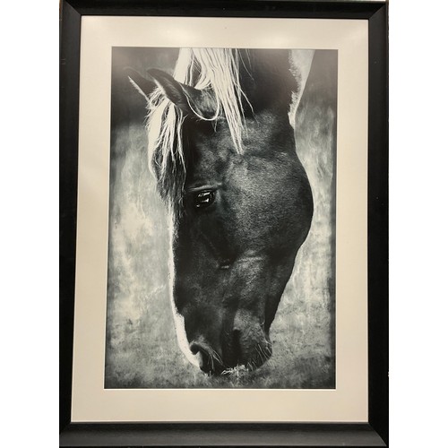 111 - John Borge, A Grazing Horse, monochrome study, photograph, framed, 80cm x 54cm.