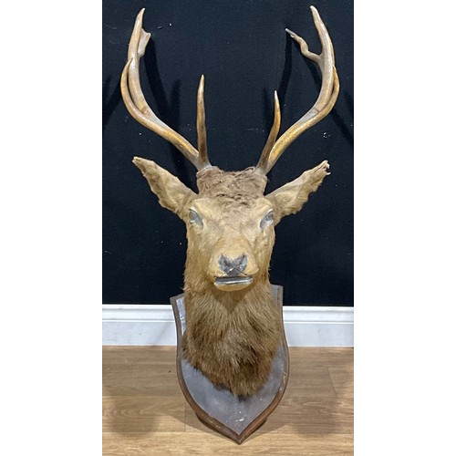 613 - Taxidermy - a red deer stag (Cervus elaphus), oak shield-shaped mount, 106.5cm high, 50.5cm wide