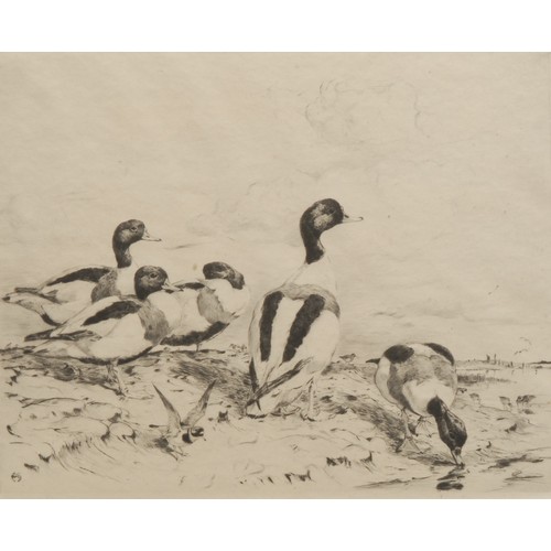 2357 - Winifred Marie Louise Austin (1876-1964) 
Shellduck 
signed, etching, 22cm x 26cm