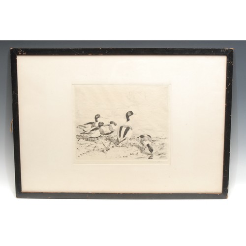 2357 - Winifred Marie Louise Austin (1876-1964) 
Shellduck 
signed, etching, 22cm x 26cm