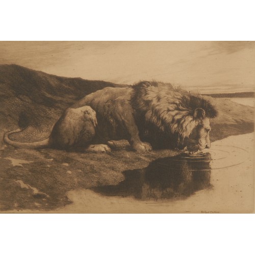 2150 - Herbert Thomas Dicksee (1862 - 1942) 
Lion Watering 
signed, etching, 20cm x 28cm