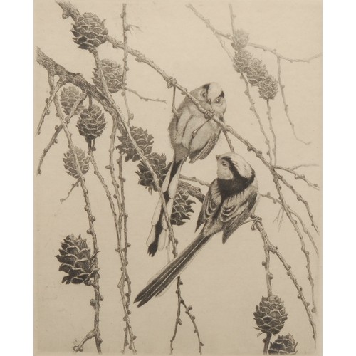 2355 - Winifred Austin (1876-1964) 
Long-Tailed Tits 
signed, titled, etching, 29.5cm x 20cm