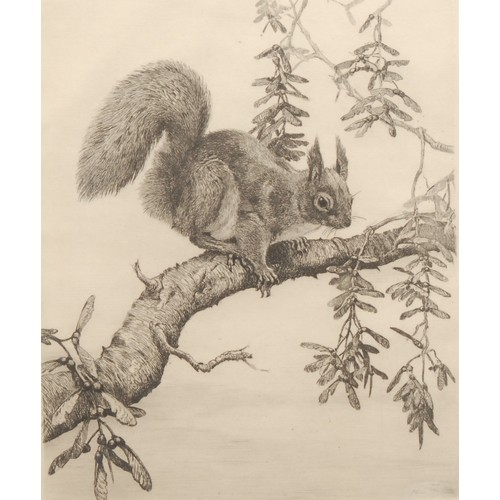 2356 - Winifred Maria Louise Austen (1876-1964) 
Red Squirrel 
signed, etching, 29cm x 20cm