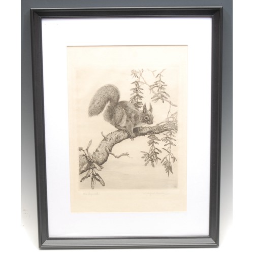 2356 - Winifred Maria Louise Austen (1876-1964) 
Red Squirrel 
signed, etching, 29cm x 20cm