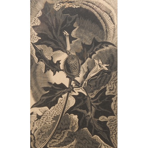 2123 - Gertrude Hermes (1901-1983) 
Thorn Apple 
signed, titled, 11/30, indistinctly dated, wood engraving,... 