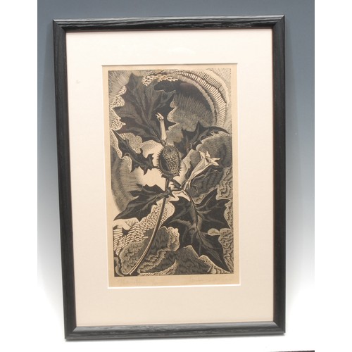 2123 - Gertrude Hermes (1901-1983) 
Thorn Apple 
signed, titled, 11/30, indistinctly dated, wood engraving,... 