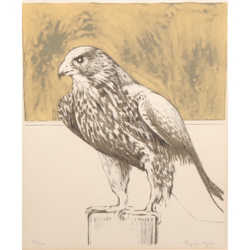 2025 - Bryan Organ   
Hawk 30/175   
signed, lithograph