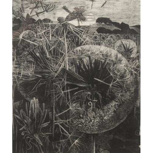 2120 - George Tute RE (b. 1945-) 
Dandelion Field 
signed, titled, 12/50, dated 1964, wood engraving, 26cm ... 