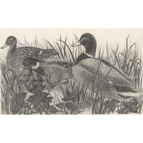 2367 - Yvonne Skargon (1931-2020) 
Ducks in Reeds 
signed, 5/15, wood engraving, 10cm x 15cm