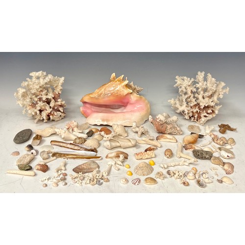 144 - Natural History - Conchology - a spiny conch shell, 25cm wide; coral specimens; other shells (qty)