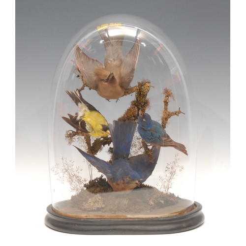 177 - Taxidermy - an arrangement of birds in a glass dome, 34cm