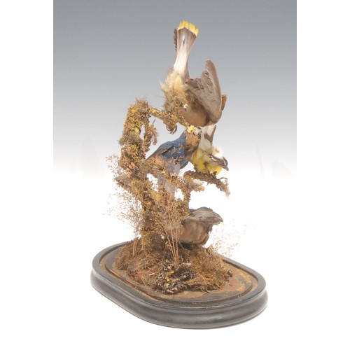 177 - Taxidermy - an arrangement of birds in a glass dome, 34cm