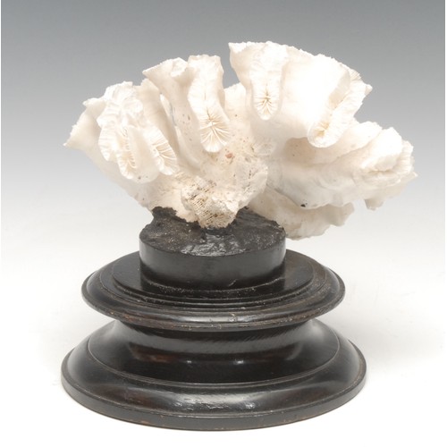 127 - Natural History - a large coral specimen, mounted for display, 21cm high overall