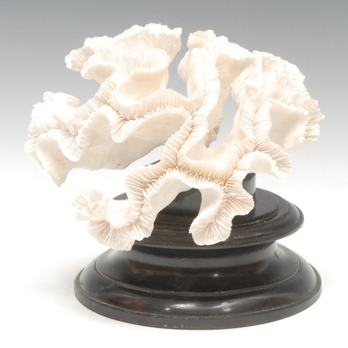 127 - Natural History - a large coral specimen, mounted for display, 21cm high overall