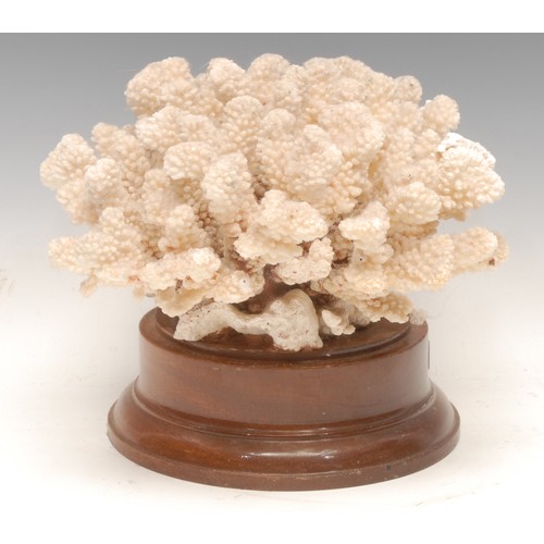 128 - Natural History - a large coral specimen, mounted for display, 21cm high, 27cm diameter