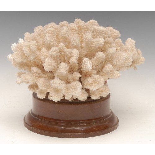 128 - Natural History - a large coral specimen, mounted for display, 21cm high, 27cm diameter