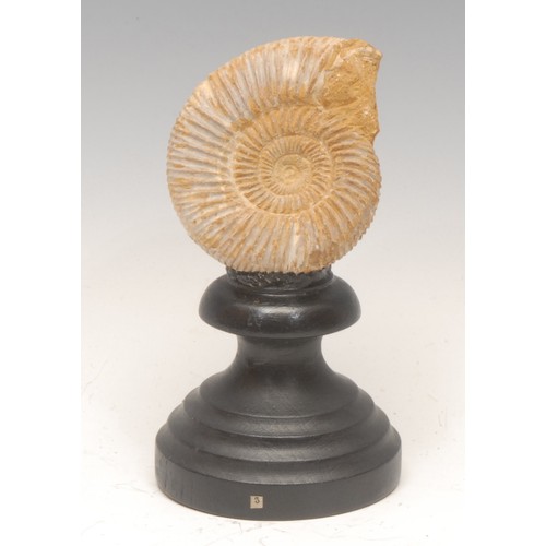 168 - Natural History & Geology - an ammonite specimen, mounted for display, 15cm high overall