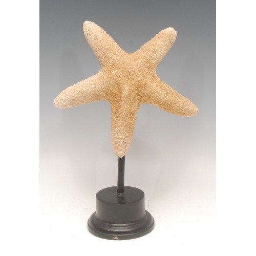 141 - Natural History - a starfish specimen, mounted for display, 26cm high overall