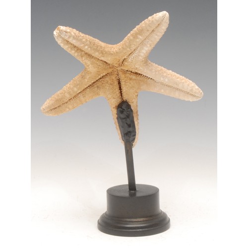 141 - Natural History - a starfish specimen, mounted for display, 26cm high overall