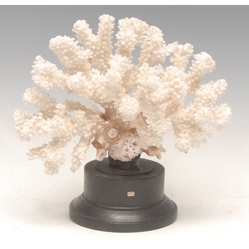 124 - Natural History - a coral specimen, mounted for display, 18cm high overall