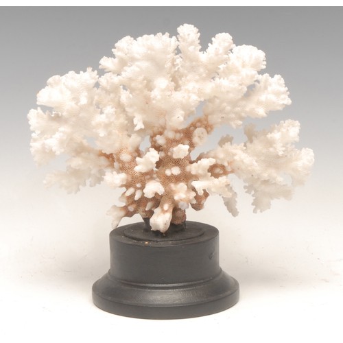 124 - Natural History - a coral specimen, mounted for display, 18cm high overall